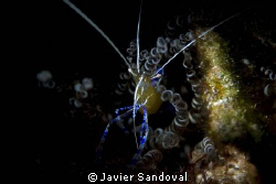 shrimp in anemone by Javier Sandoval 